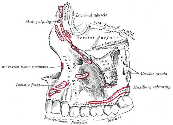 Alveolar canals