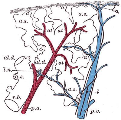 Alveolar duct