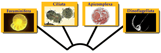 Alveolate Introduction to the Alveolates
