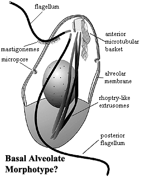 Alveolate palaeoscomeukaryaalveolataimagesAlveolateMorp
