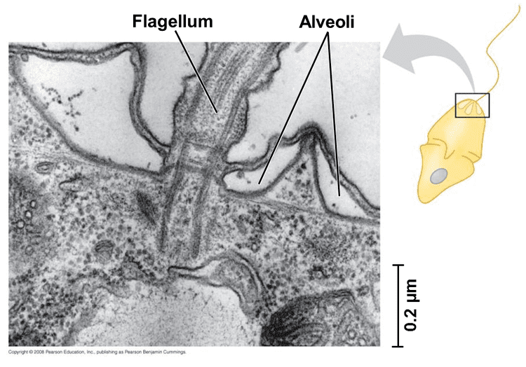 Alveolate Unit 2 Review Biology 1407 with Turley at North Lake College