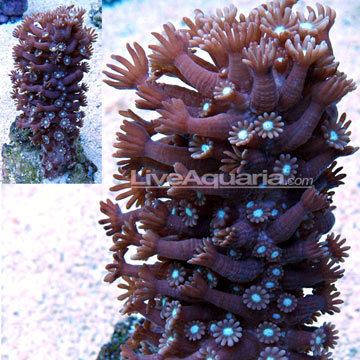 Alveopora Alveopora Coral Branched