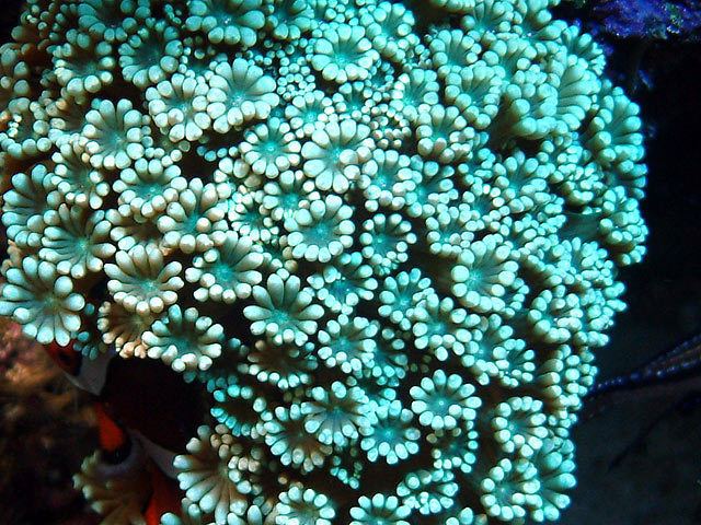 Alveopora Alveopora Reef Central Online Community