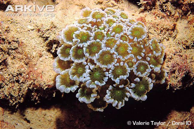 Alveopora Alveopora coral videos photos and facts Alveopora tizardi ARKive
