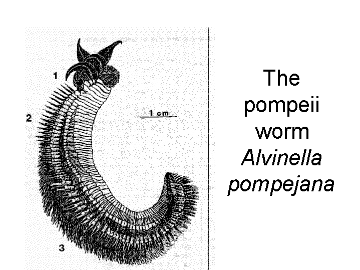 Alvinella pompejana The pompeii worm Alvinella pompejana