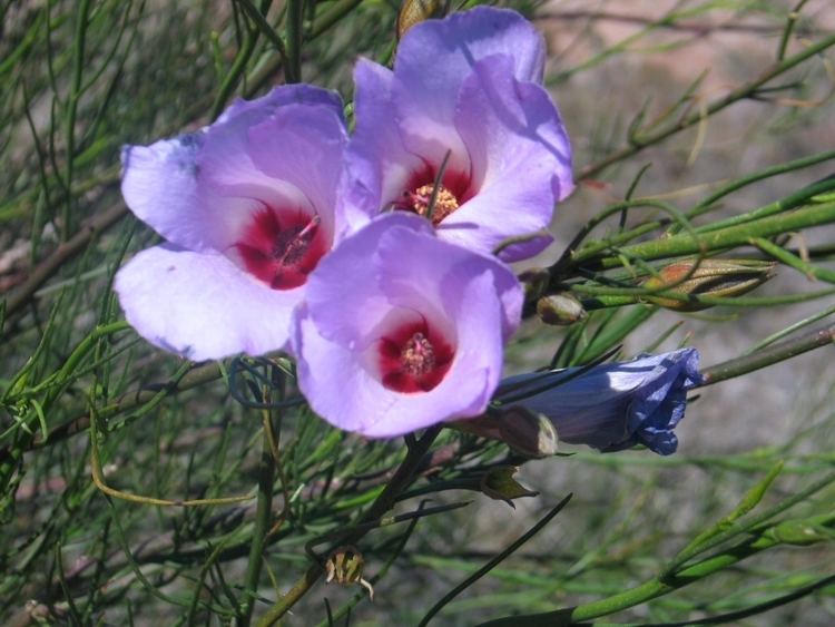 Alyogyne hakeifolia Alyogyne hakeifolia Native Hibiscus Gardening With Angus