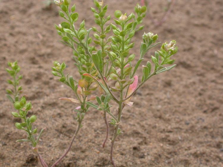 Alyssum desertorum FileAlyssum desertorum 8016614681jpg Wikimedia Commons
