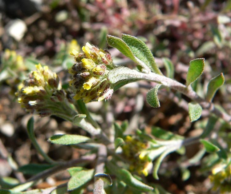 Alyssum desertorum FileAlyssum desertorum var desertorum 2jpg Wikimedia Commons