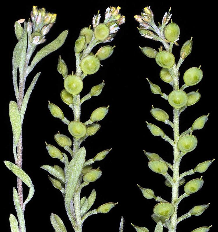 Alyssum desertorum Oregon Flora Project