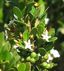 Alyxia buxifolia Alyxia buxifolia Wikipedia