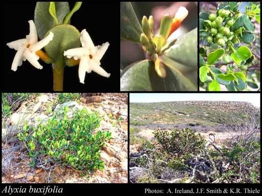Alyxia buxifolia Alyxia buxifolia RBr FloraBase Flora of Western Australia