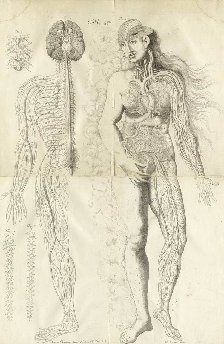Amé Bourdon Historical Anatomies on the Web Am Bourdon Home
