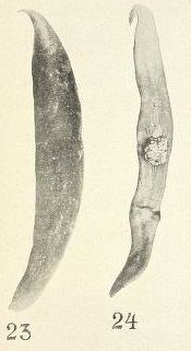 Amaga (genus)