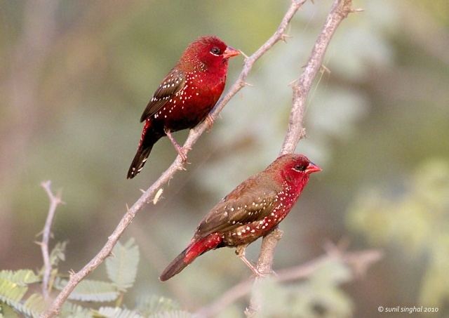 Amandava Oriental Bird Club Image Database Red Avadavat Amandava amandava