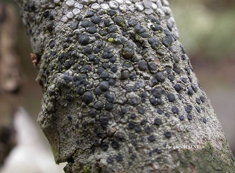 Amandinea punctata Lichens marins
