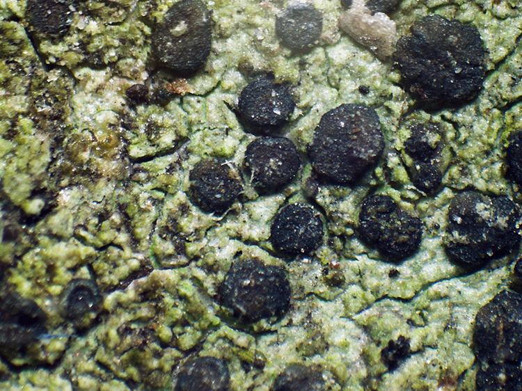 Amandinea punctata Amandinea punctata Lichens of Ireland