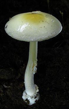 Amanita albocreata httpsuploadwikimediaorgwikipediacommonsthu