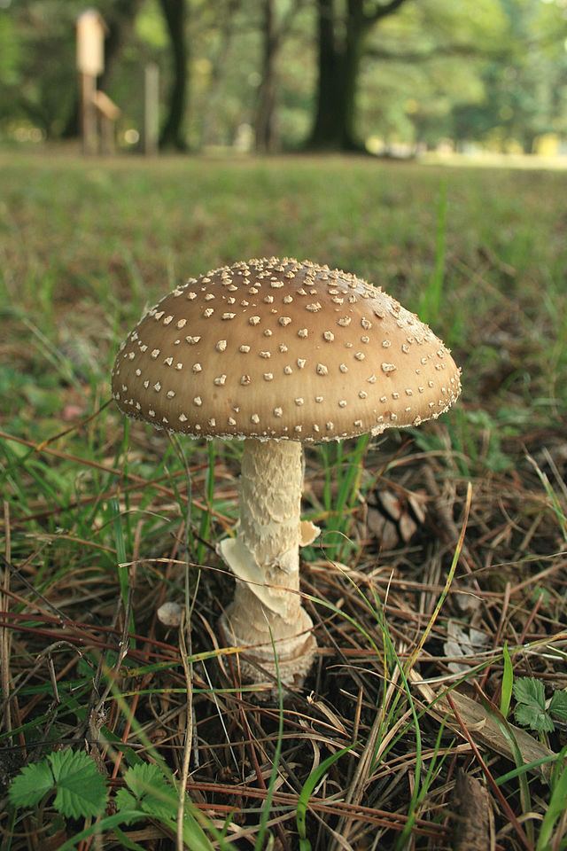 Amanita brunnescens Amanita brunnescens Wikiwand