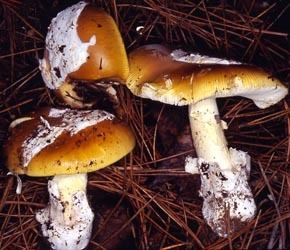 Amanita calyptroderma Amanita calyptroderma Amanitaceaeorg Taxonomy and Morphology of
