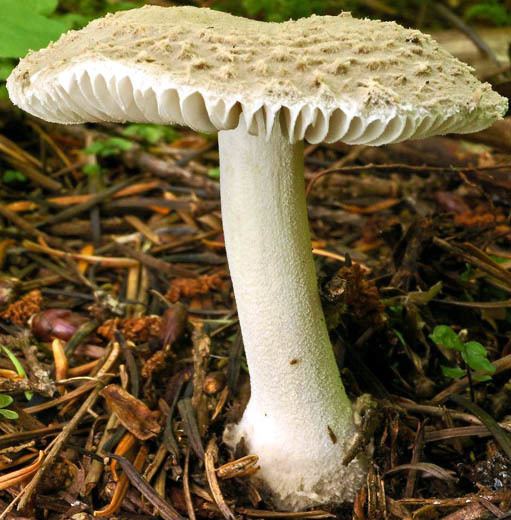 Amanita farinosa Amanita farinosa sensu Thiers Amanitaceaeorg Taxonomy and