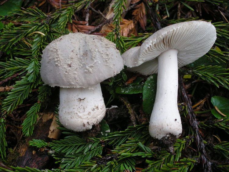 Amanita farinosa Amanita farinosa Wikipedia