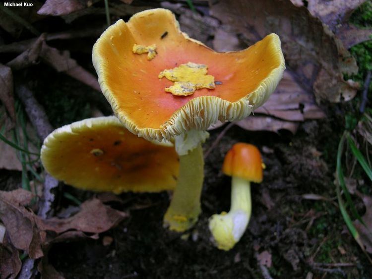 Amanita flavoconia wwwmushroomexpertcomimageskuo5amanitaflavoco