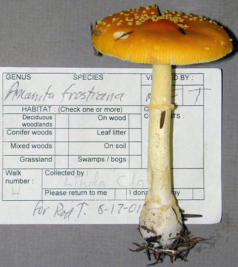 Amanita frostiana Amanita frostiana Amanitaceaeorg Taxonomy and Morphology of