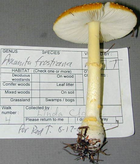 Amanita frostiana Amanita frostiana Amanitaceaeorg Taxonomy and Morphology of