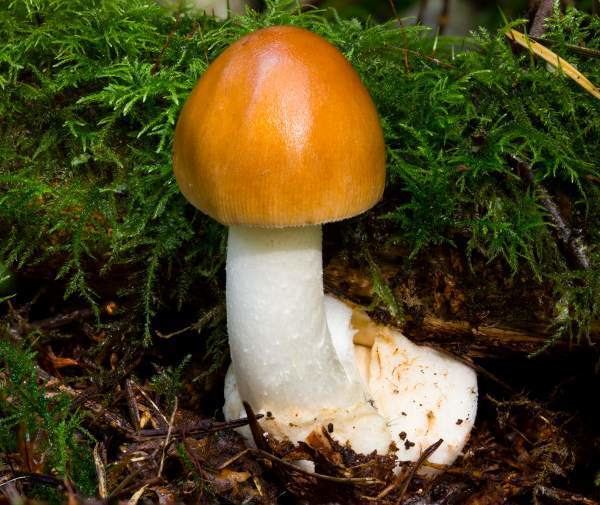 Amanita fulva Amanita fulva Tawny Grisette mushroom