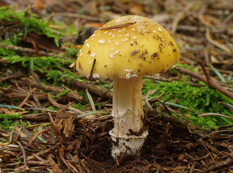 Amanita gemmata Amanita gemmata Fr Bertill Checklist View