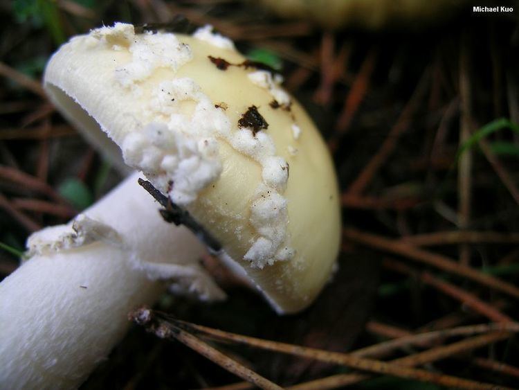 Amanita gemmata Amanita gemmata MushroomExpertCom