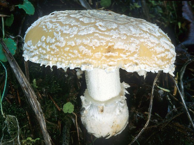 Amanita gemmata wwwmykowebcomCAFphotoslargeAmanitagemmatam