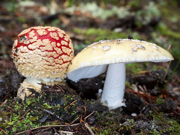 Amanita gemmata California Fungi Amanita gemmata