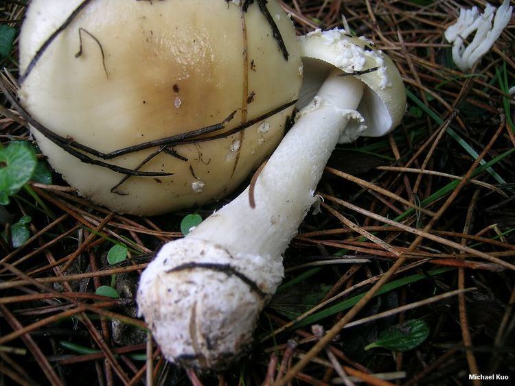 Amanita gemmata Amanita gemmata MushroomExpertCom