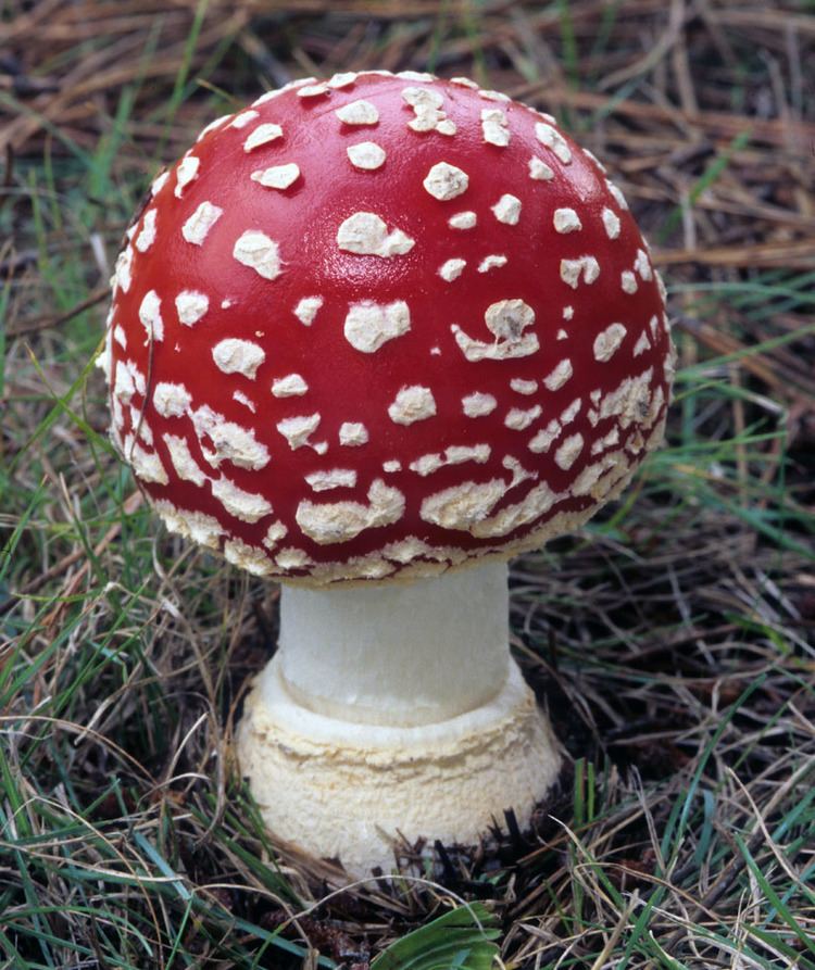 Amanita muscaria California Fungi Amanita muscaria