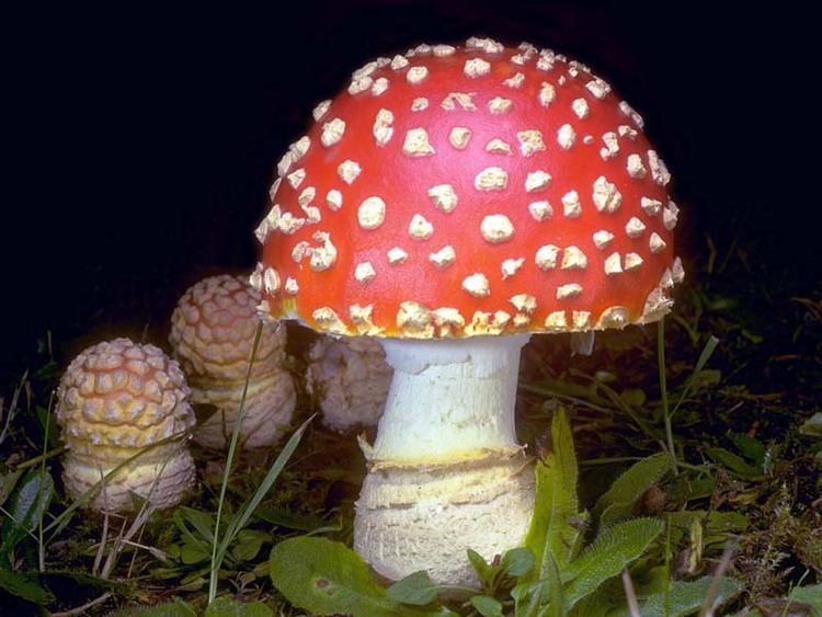 Amanita muscaria California Fungi Amanita muscaria