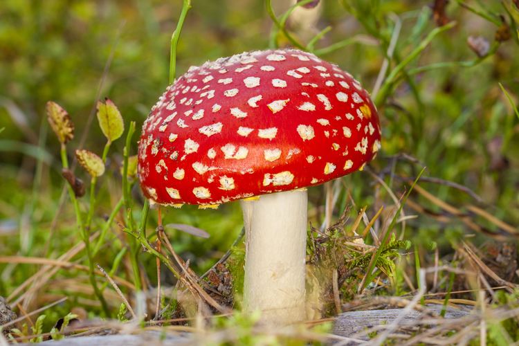 Amanita muscaria Case report Amanita muscaria fly agaric poisoning The Poison Review