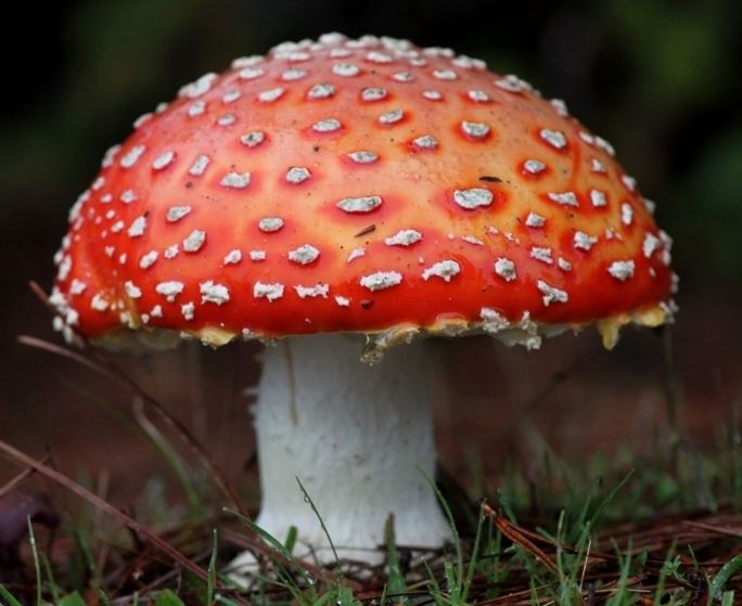 Amanita muscaria Amanita muscaria