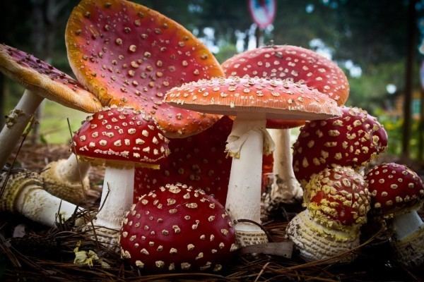 Amanita muscaria Simon39s Amanita Muscaria Guide Simon39s Legal Highs