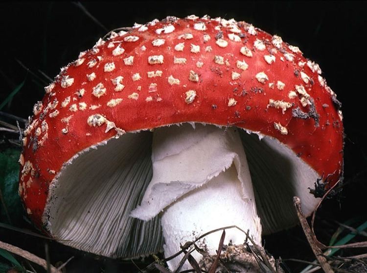 Amanita muscaria California Fungi Amanita muscaria