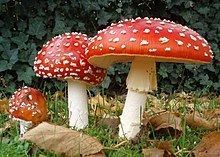 Amanita muscaria httpsuploadwikimediaorgwikipediacommonsthu