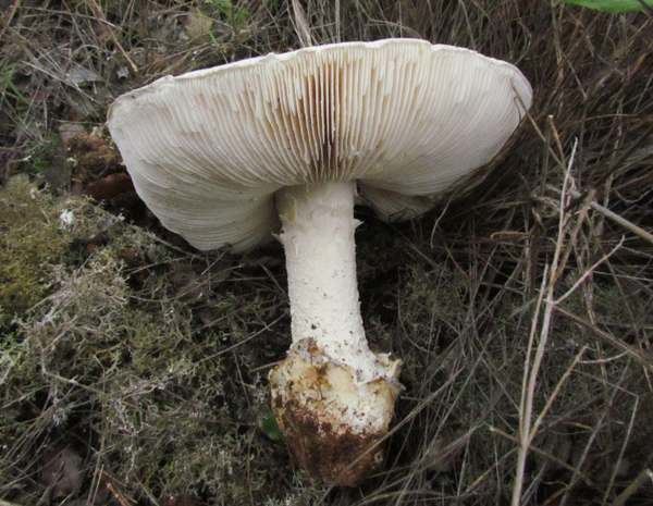 Amanita ovoidea Amanita ovoidea Bearded Amanita mushroom