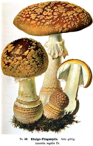Amanita regalis Amanita regalis Amanitaceaeorg Taxonomy and Morphology of