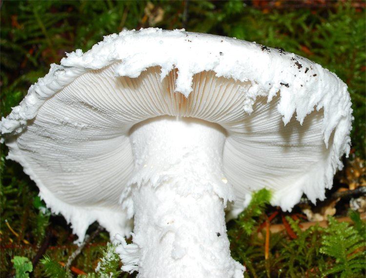 Amanita smithiana Amanita smithiana Bas