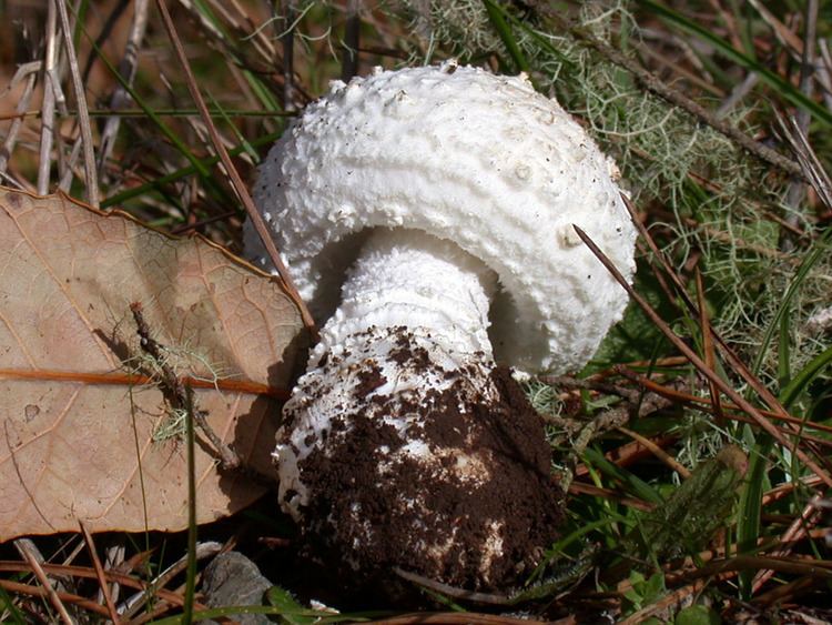 Amanita smithiana California Fungi Amanita smithiana