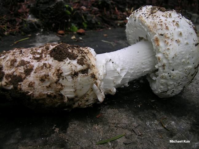 Amanita smithiana Amanita smithiana MushroomExpertCom