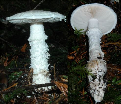 Amanita smithiana Amanita smithiana on emaze