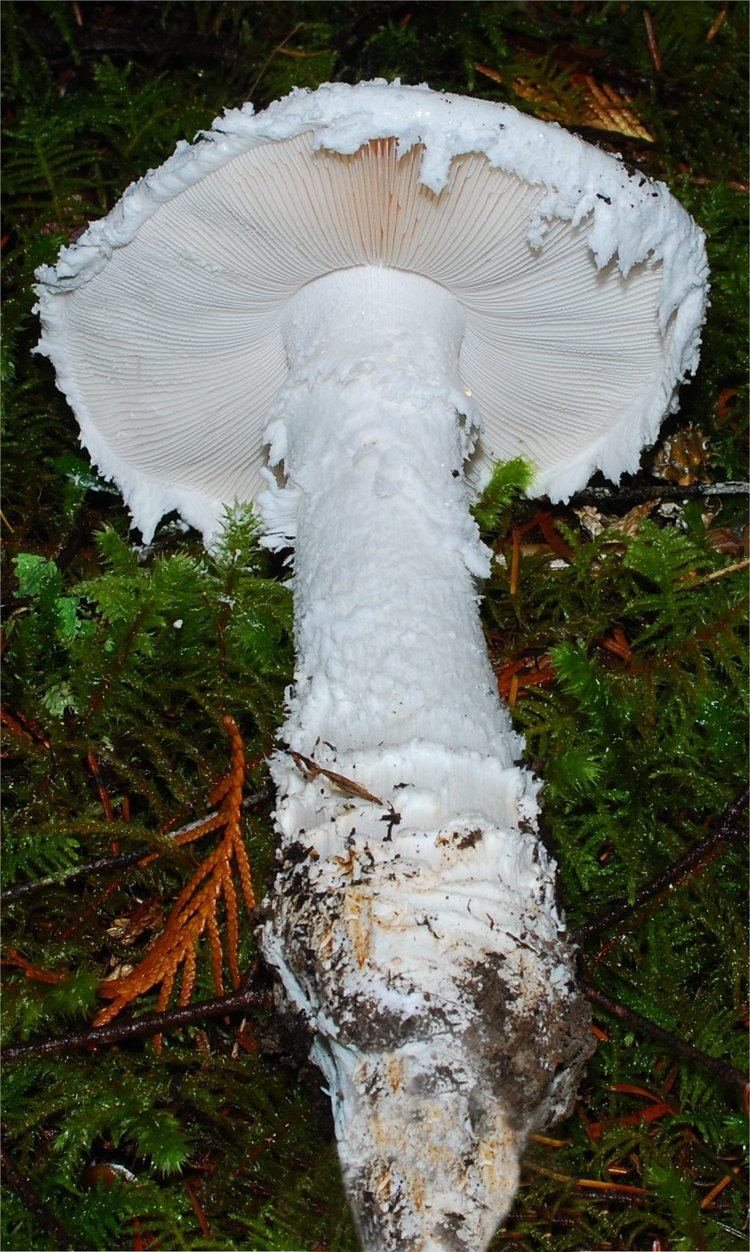 Amanita smithiana Amanita smithiana Bas