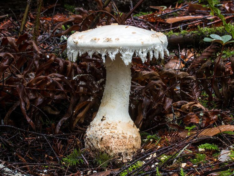 Amanita smithiana California Fungi Amanita smithiana