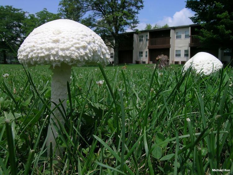 Two Amanita thiersii sprouting in the backyard surrounded by grasses